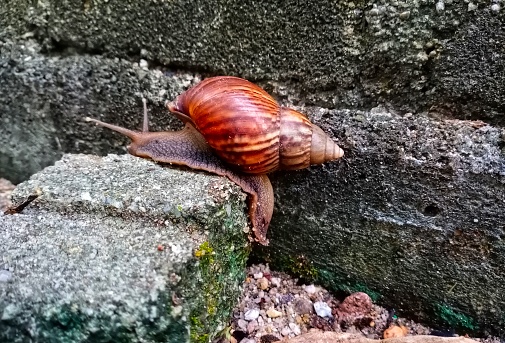 Snail crawling on the brick