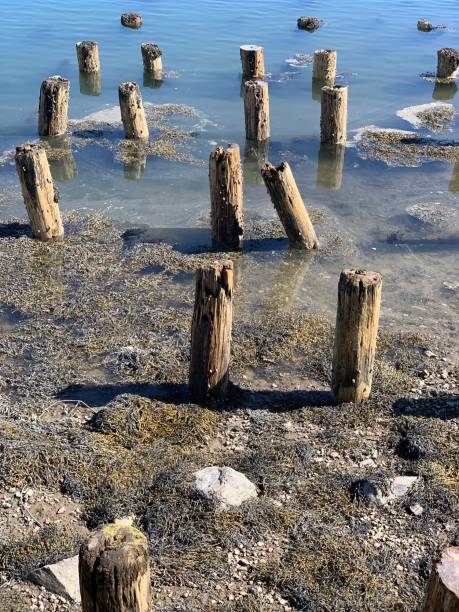 istock Wooden piling from an old pier 1739636572