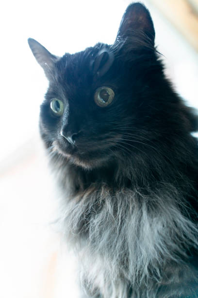 istock Cute Fluffy Black Cat in Windowsill 1739638676