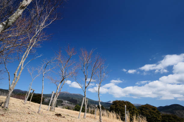 istock Trees overwintering on the Yanagidaira walking path 1739647796