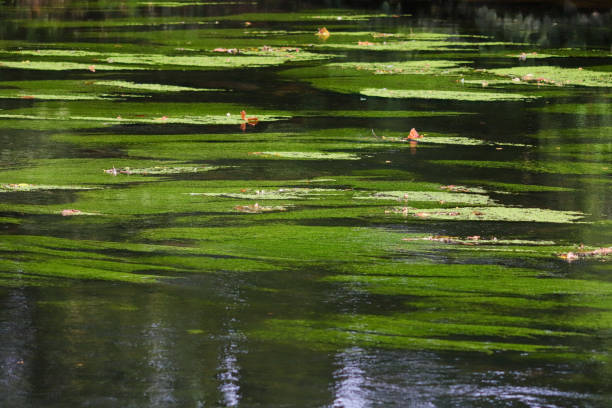 istock Lillypads in the Pond 1739653648