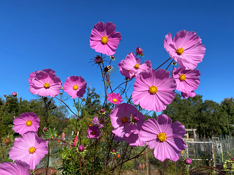 Photo of pretty purple cosmos flowers and blue sky in October.