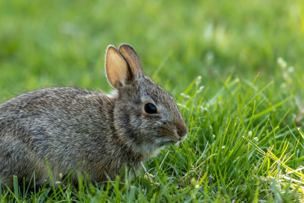 istock Young Eastern Cottontail Rabbit in green grass with soft dappled sunlight 1739672903