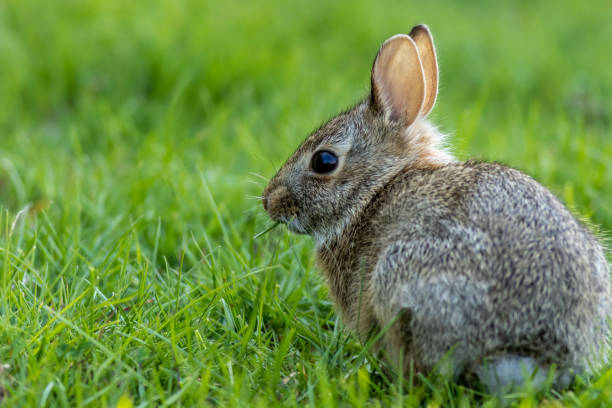 istock Young Eastern Cottontail Rabbit in green grass with soft dappled sunlight 1739672922