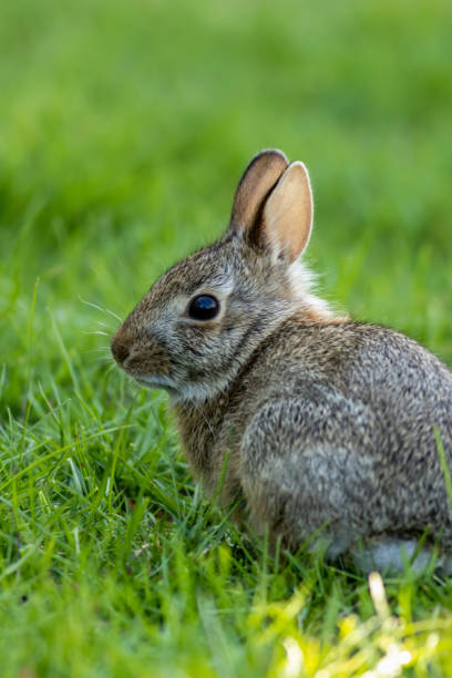istock Young Eastern Cottontail Rabbit in green grass with soft dappled sunlight 1739672932