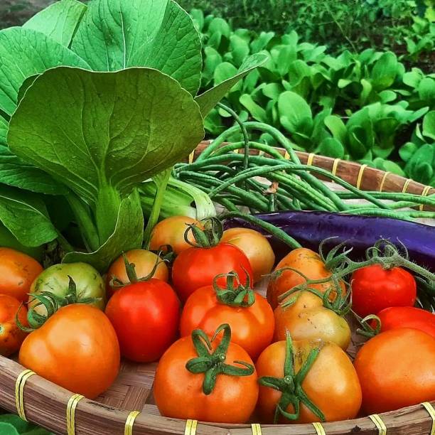 istock vegetables from the garden behind the house 1739681331