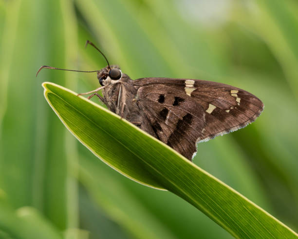 Dorantes Skipper Butterfly Rests on Green Leaf stock photo