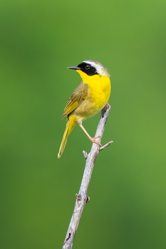 The Common Yellowthroat can be found in prairies in, or near, thickets. This beautiful little bird can be located by its cheerful song.