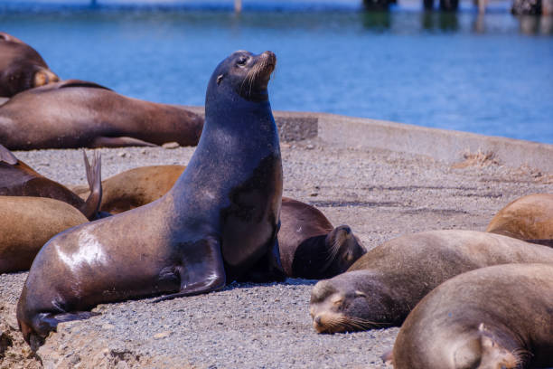 istock Sea lion resting at Crescent Bay 1739695278