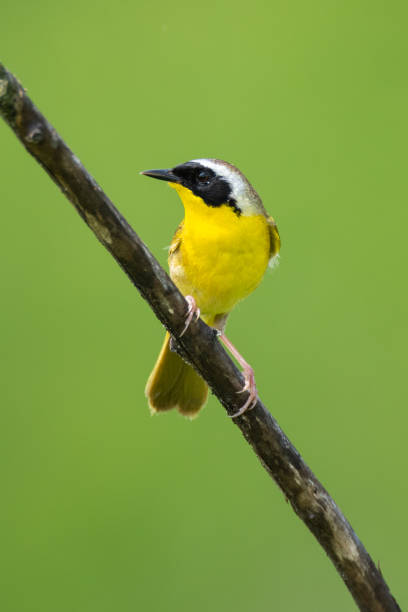 istock Common Yellowthroat, J.T. Nickel Preserve, OK 1739697002