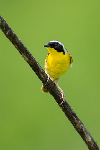 The Common Yellowthroat can be found in prairies in, or near, thickets. This beautiful little bird can be located by its cheerful song.