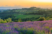 Tuscan lavender landscape