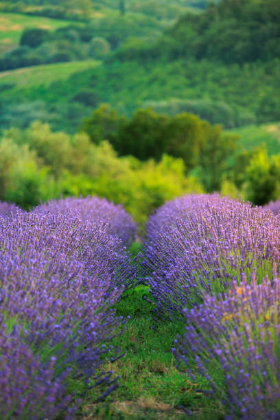 Tuscan landscape