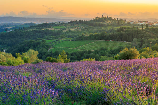 istock Lavender field in Tuscany 1739697391