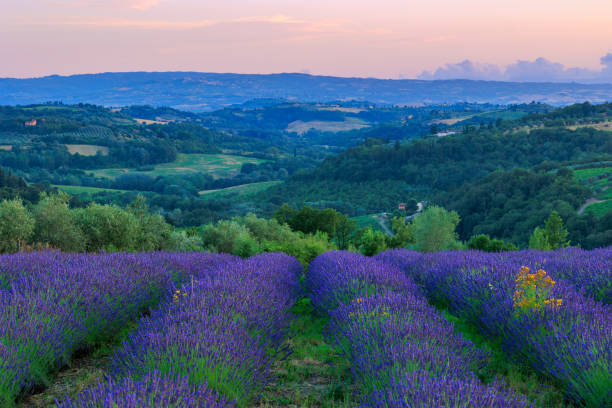 istock Lavender field in Tuscany 1739697396