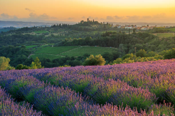 istock Lavender field in Tuscany 1739697398