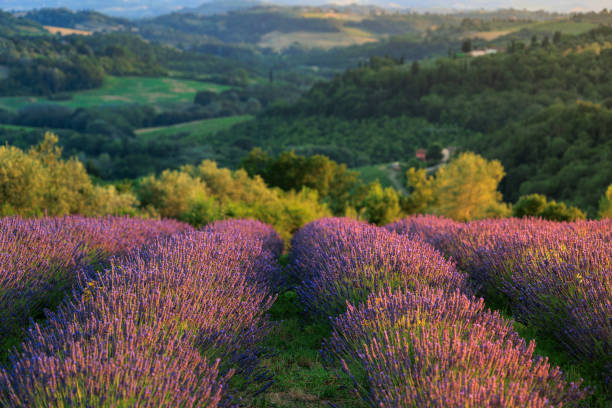 istock Lavender field in Tuscany 1739697399
