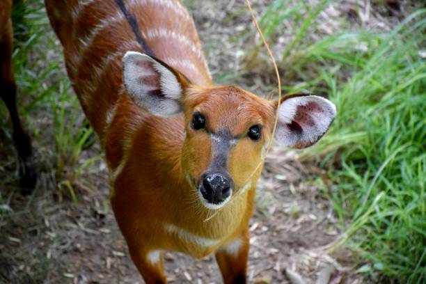 Sitatunga Antelope Portrait in a Zoo