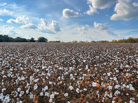 A cotton field during fall on farm outside of Charlotte, NC