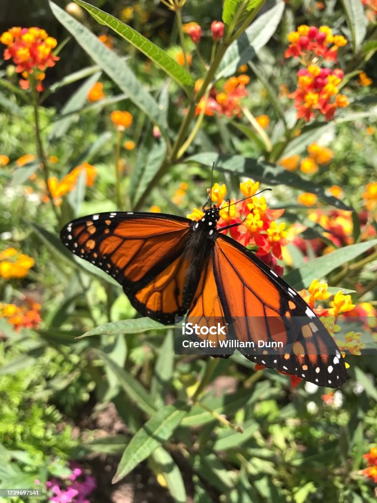 Monarch Butterfly in a Butterfly Garden A monarch butterfly on a flower in a butterfly garden in Florida. Animal Stock Photo
