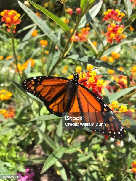 Monarch Butterfly In A Butterfly Garden Stock Photo - Download Image Now - Animal, Animal Antenna, Animal Body Part