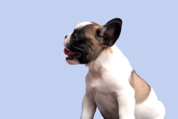 istock Bulldog puppy sitting sideways on a blue background. 1739697705