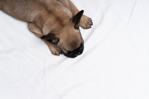 Cute french bulldog puppy sleeps on a bed on a white plaid. One little bulldog hugs a teddy bear. French bulldog puppy fawn color lies. Photo from above.