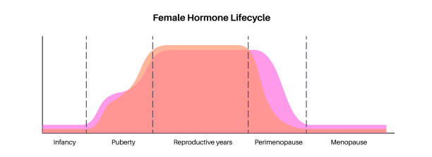 hormones in pregnancy Female hormones lifestyle graph. Estrogen end progesterone diagram in the woman body in infancy, puberty, reproductive years, perimenopause and menopause maximum and minimum level flat vector Low Estrogen Levels stock illustrations