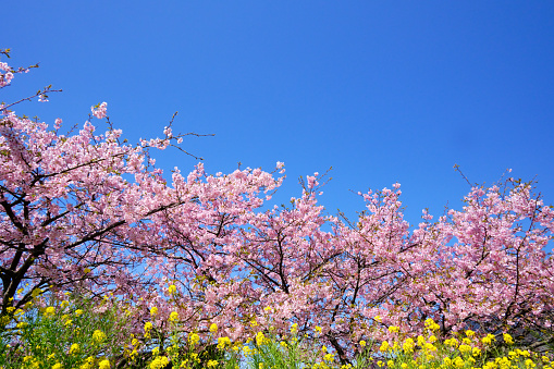 Kawazu cherry blossoms and rape blossoms bloom in a cloudless blue sky