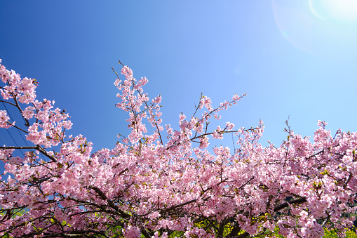 Kawazu cherry blossoms bathing in the spring sun