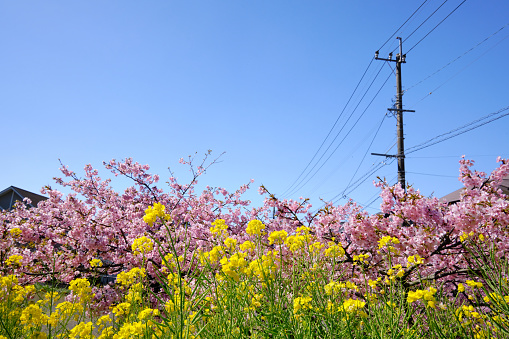 An image of Kawazu cherry blossoms and rape blossoms blooming in Japan