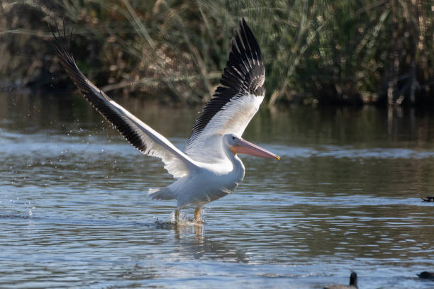 istock Estuary pelicans in Autumn on the coast. 1739715389