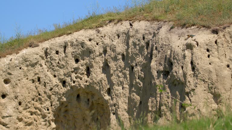 Stone with Bee-Eater Nests and Birds Gathering Around