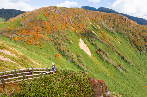 A mid age female mountain hiker stops to take in the spectacular colorful autumn mountain views in Shizukuishi, Iwate.