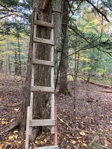 istock Wooden ladder against a tree. 1739738269