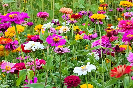 Field of Flowers - colorful zinnias