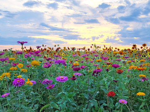 Field of Flowers - colorful Zinnias and sunflowers