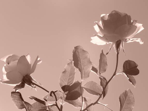 Rose Bush in Sepia