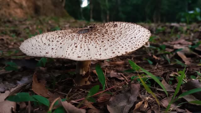 Close up shot of mushroom in nature. Static, low POV