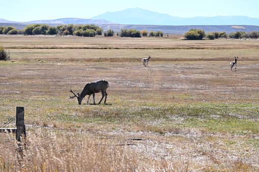 Mule deer grazing in same pasture with pronghorns.