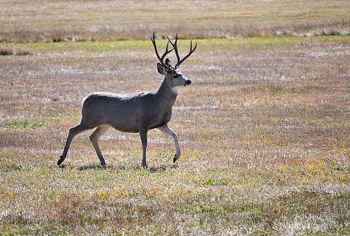 Big mule deer buck walking in the dry pasture.