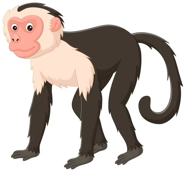 Vector illustration of Cute capuchin monkey cartoon isolated on white background. Vector illustration