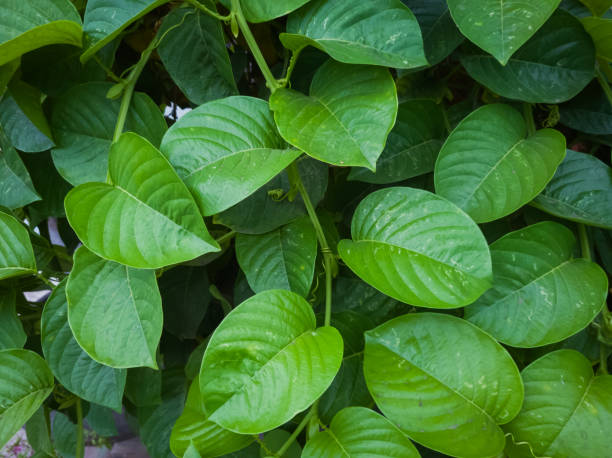 istock Passion fruit leaves are green 1739797119