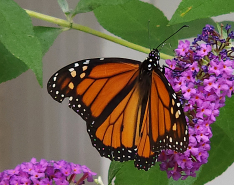 Monarch Butterfly with green leaves and purple flowers - Lancaster, Ohio