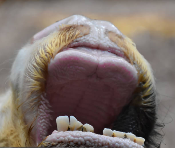 istock Yak Mouth wildlife Safari 1739798810