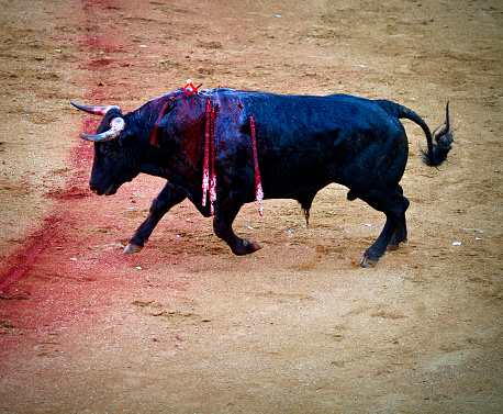 Fighting bull charging on the arena