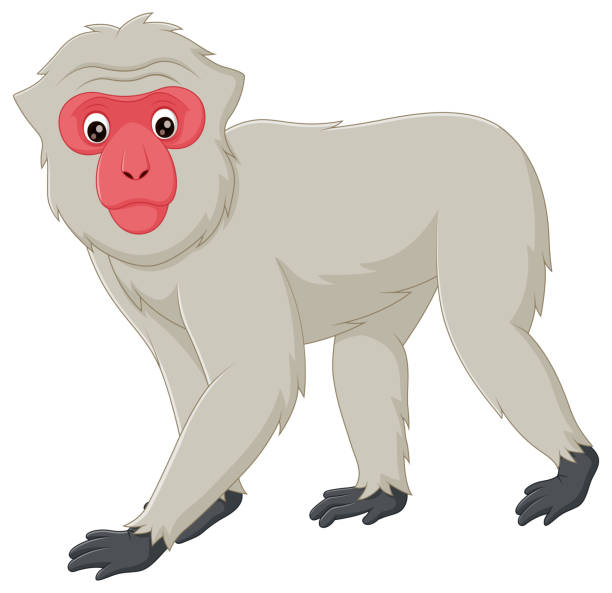 白い背景にかわいいマカクザルの漫画。ベクターイラスト - japanese macaque monkey isolated on white macaque点のイラスト素材／クリップアート素材／マンガ素材／アイコン素材