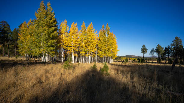 árvores de aspen douradas brilham na luz da manhã na pradaria de hart na floresta nacional de coconino - prairie mountain range autumn day - fotografias e filmes do acervo