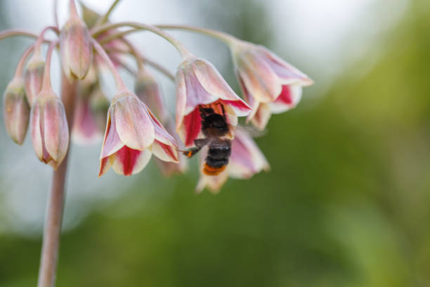 Black bumblebee on a spring, summer day on a flower of Allium bulgaricum Nectaroscordum collecting pollen