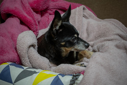 toy terrier is lying on the blanket